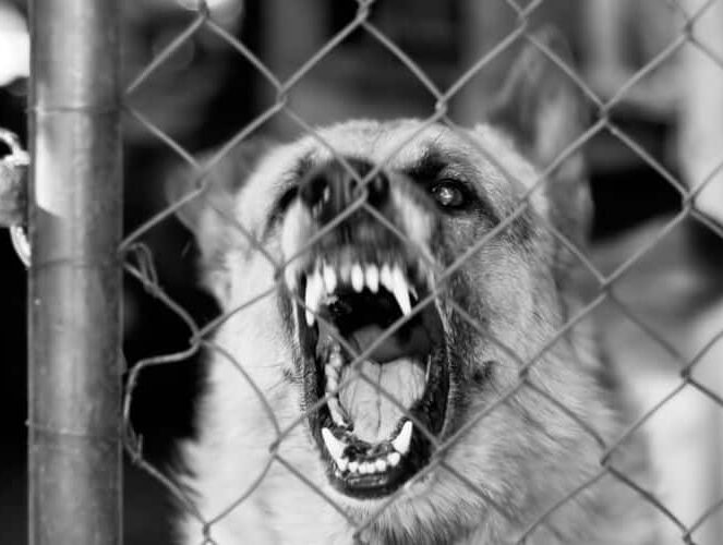 Cincinnati Dog Bite Injury Lawyers