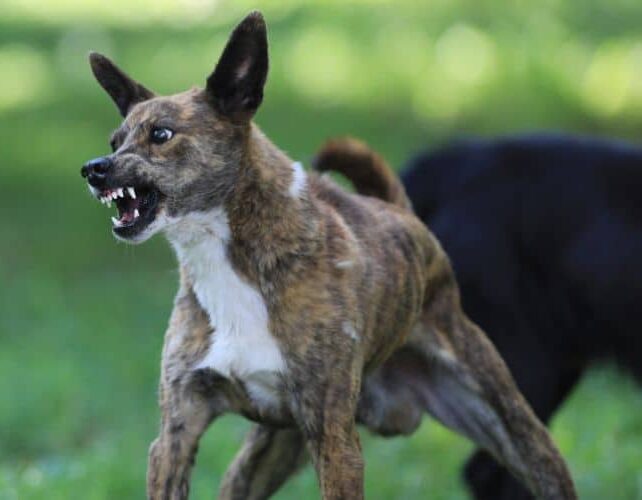 Kentucky Dog Bite Lawyer