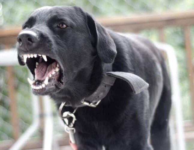 Covington Dog Bite Injury Lawyers